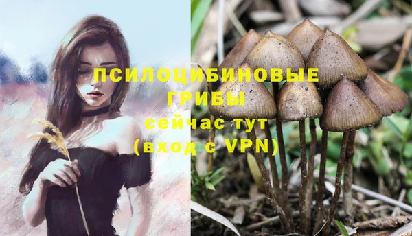 ПСИЛОЦИБИНОВЫЕ ГРИБЫ Алексин